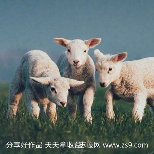 小羊叫或尖叫