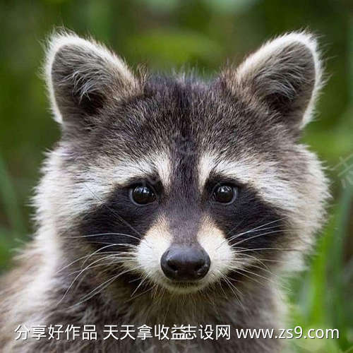 浣熊在笼子里哭