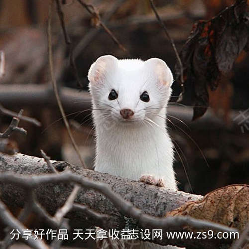 长毛鼠的叫声