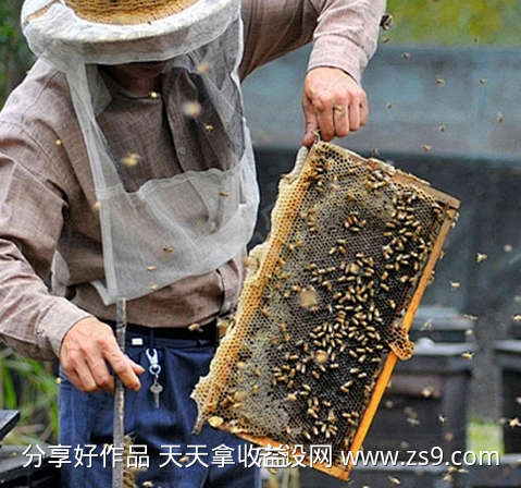 一群蜜蜂嗡嗡的叫
