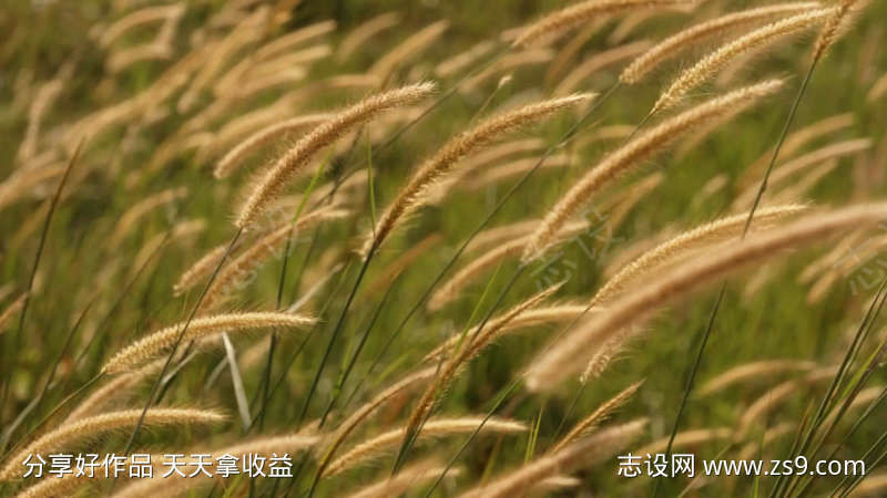 自然摄影风吹狗尾巴草