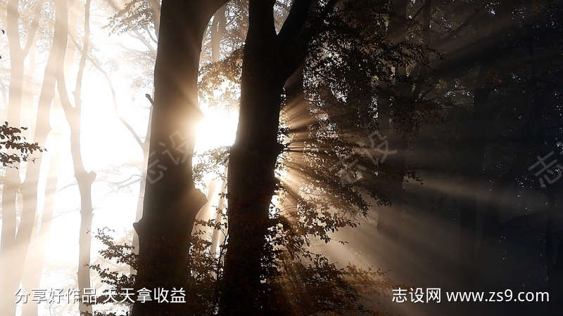 阳光透过森林树干
