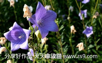 阳光下盛开的牵牛花