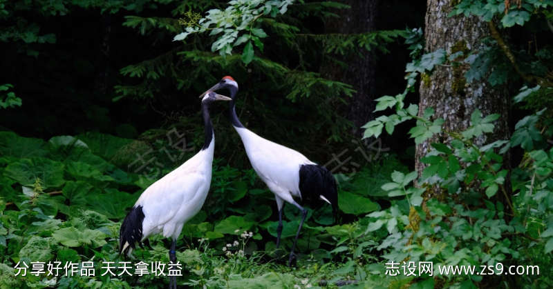 森林中漫步的白鹤