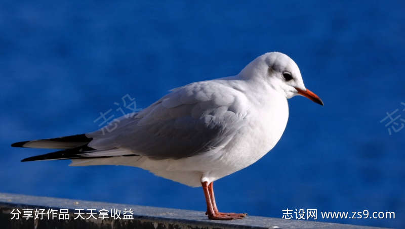 -设计导航-shejidh.cn
