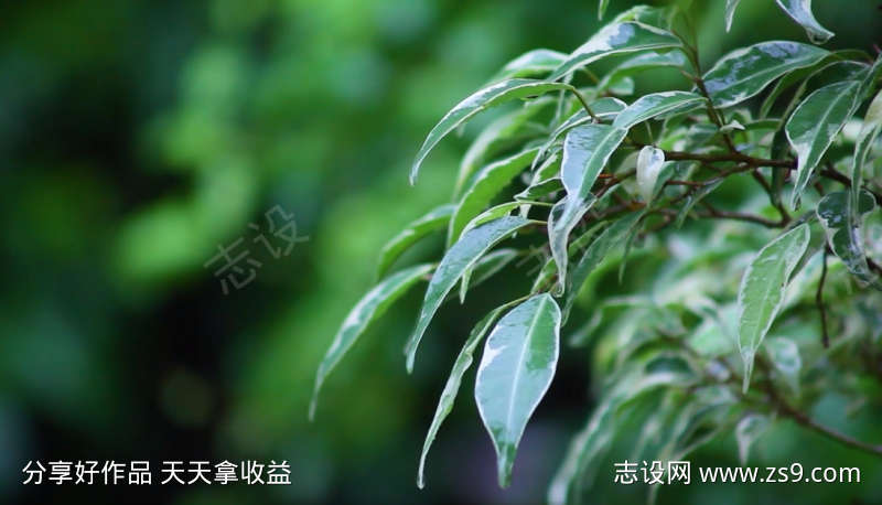 雨水滴落的摇曳晃动的绿叶