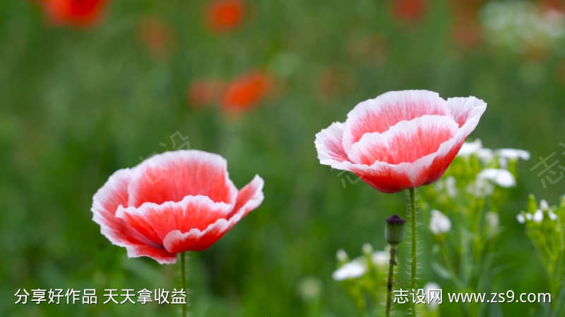 微风吹动摇曳的虞美人花朵