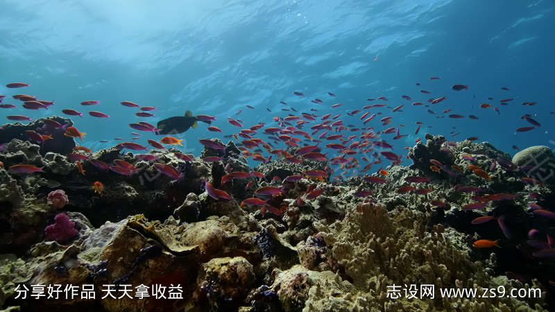 海底世界鱼群