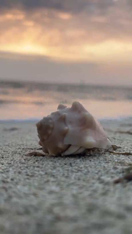 海边沙滩上的寄居蟹海螺_视频素材下载_MP4格式_1080X1920像素-寄居蟹,沙滩,海边-作品编号:2025031809586466-志设-zs9.com