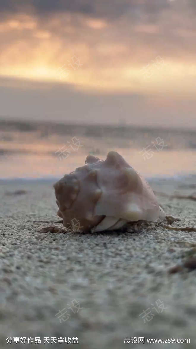 海边沙滩上的寄居蟹海螺