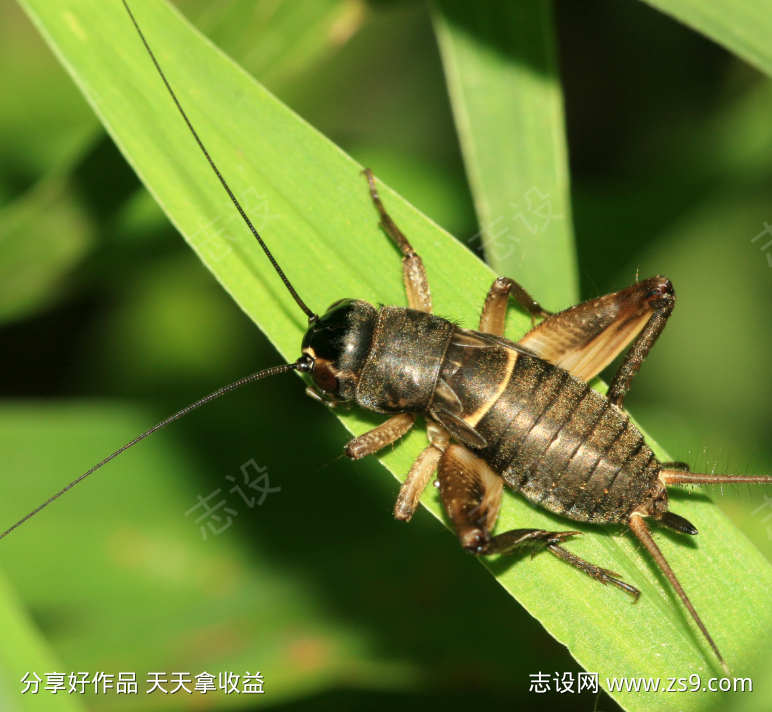 森林夜晚蛐蛐叫