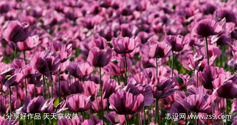 白天充满活力的紫色花田