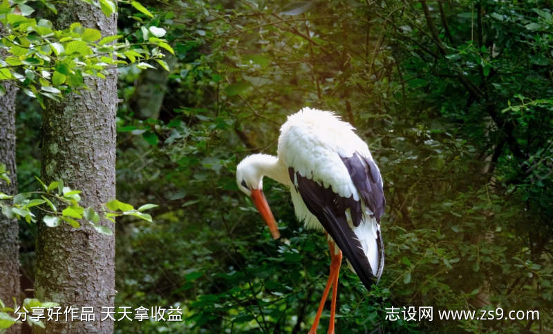-设计导航-shejidh.cn