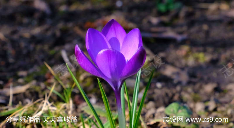 春天盛开的充满活力的紫色番红花
