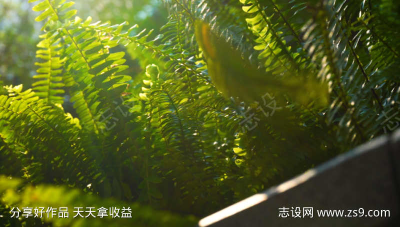 阳光下的绿色植物