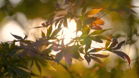 丁达尔效应_视频素材下载_MP4格式_3840X2160像素-阳光,自然风光,节日节气-作品编号:2025032013509855-志设-zs9.com