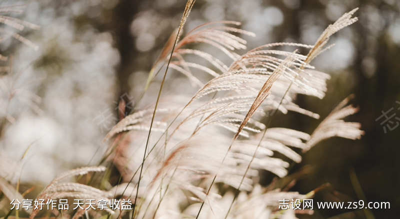 风吹动的芦苇