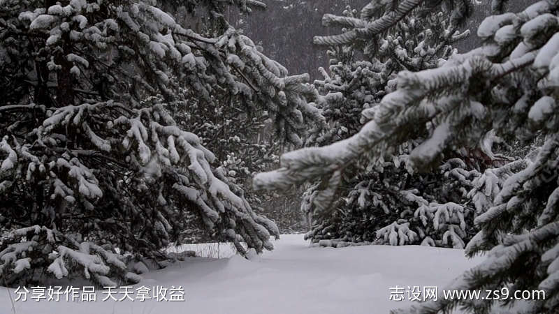 下雪天的松树