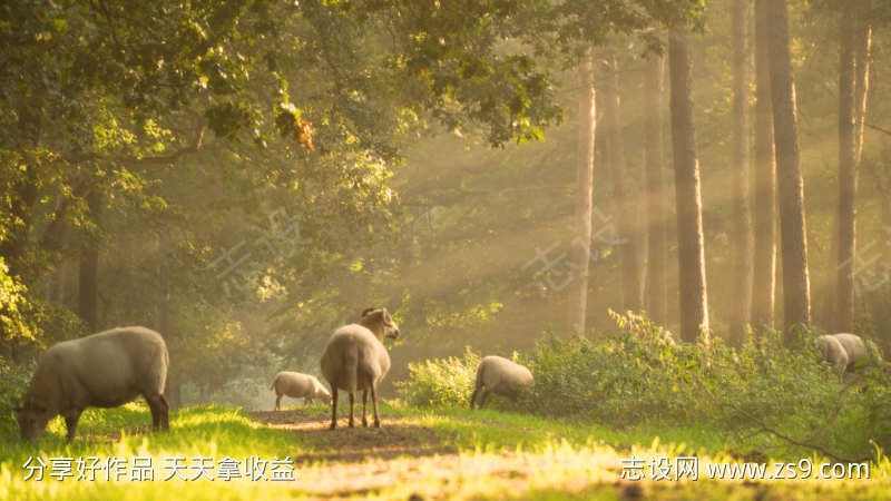 早晨阳光明媚羊群吃草