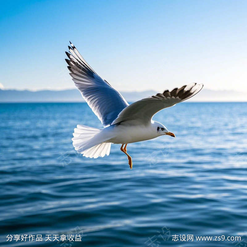 海边海鸥的叫声