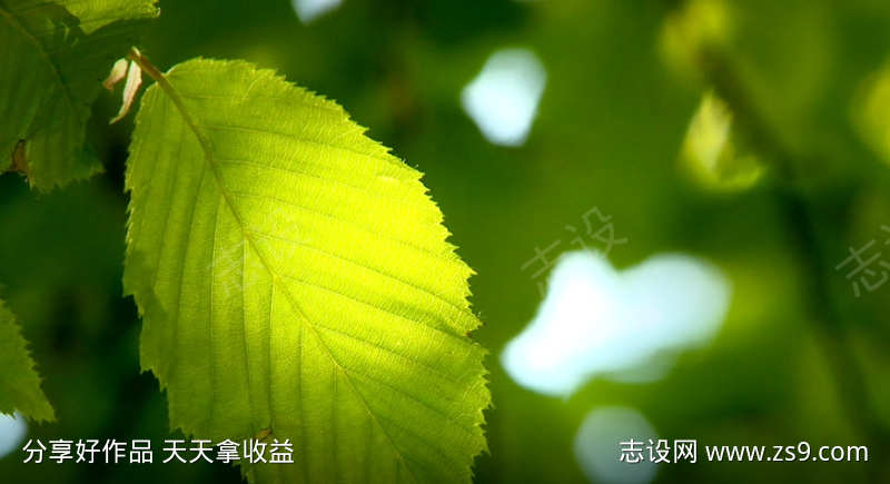 随风摇曳的树叶
