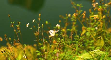 小花上的蝴蝶特写_视频素材下载_MP4格式_3840X2160像素-蝴蝶,通用,自然风光-作品编号:2025032915574346-志设-zs9.com