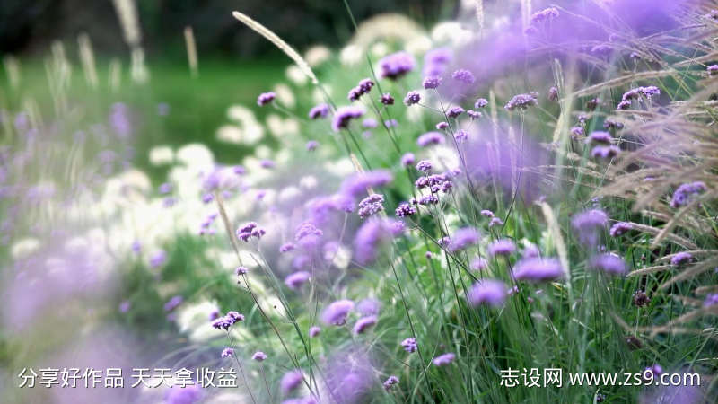 春天紫色花朵花园