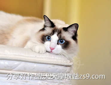 布偶猫宠物猫叫声