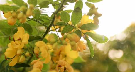 黄色的小花_视频素材下载_MP4格式_3840X2160像素-黄花,旅游出行,通用-作品编号:2025032509289914-志设-zs9.com