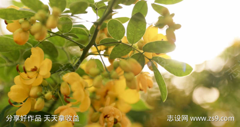 黄色的小花