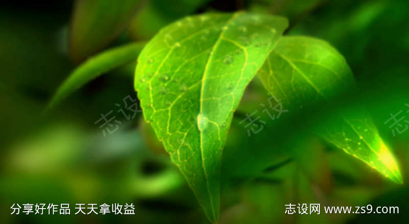 一滴水从绿色的叶子上滴下来