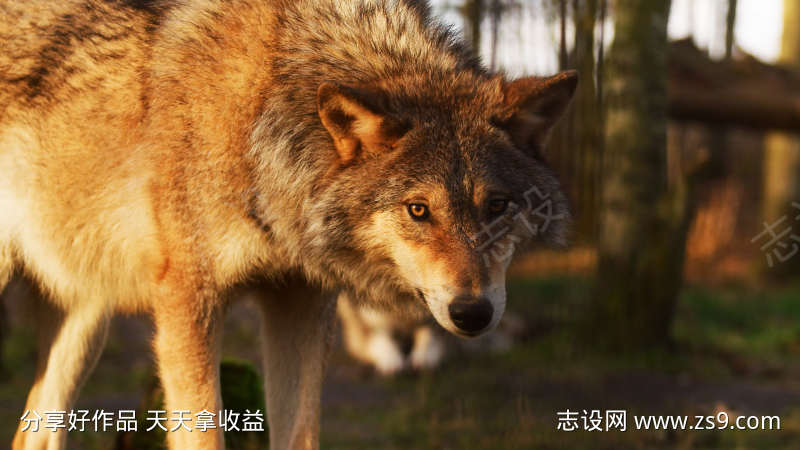 狂野森林狼王