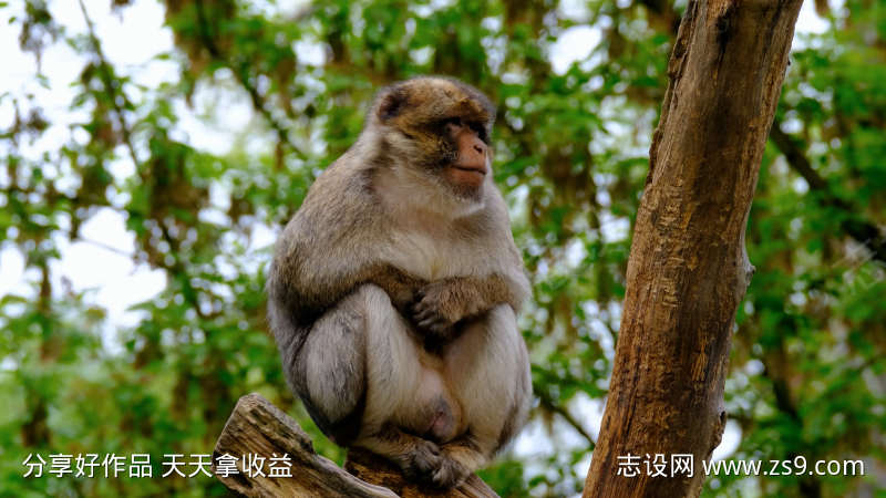 野生动物猴子发呆