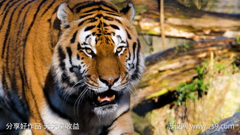 野生动物威猛大老虎