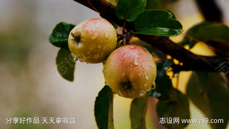 雨中成熟的苹果