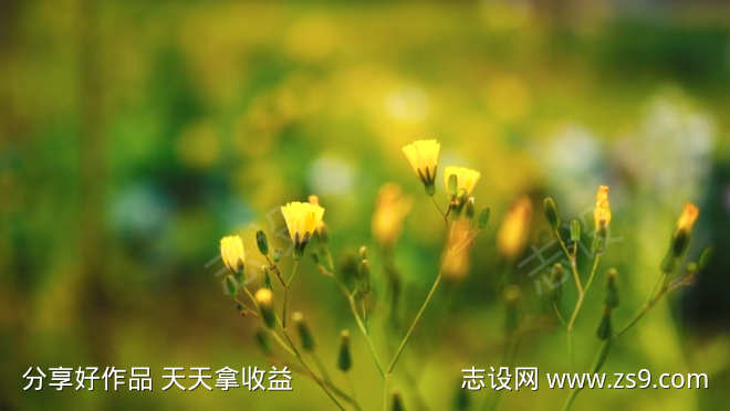 风吹动黄色的小花