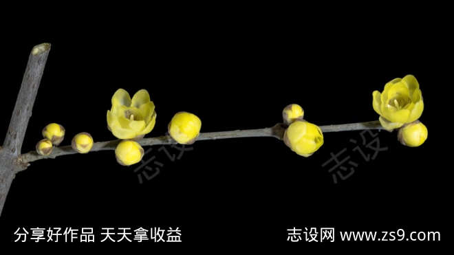 黄色蜡梅花盛开的延时摄影