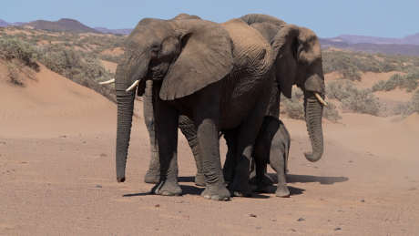 大象一家三口_视频素材下载_MP4格式_1920X1080像素-大象,自然风光,动物萌宠-作品编号:2025032509326125-志设-zs9.com