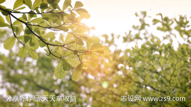 一支随风摇曳的树枝