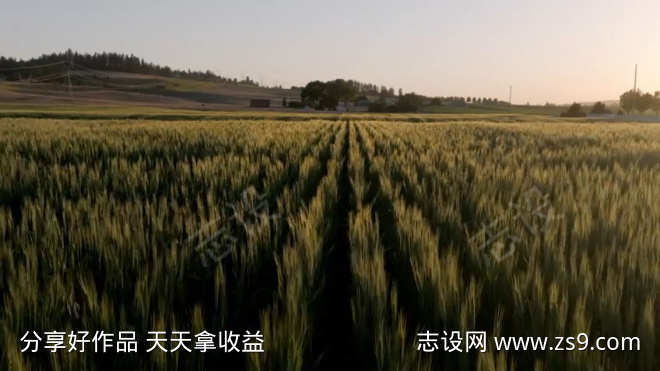 落日下平整的麦田地微动的麦穗