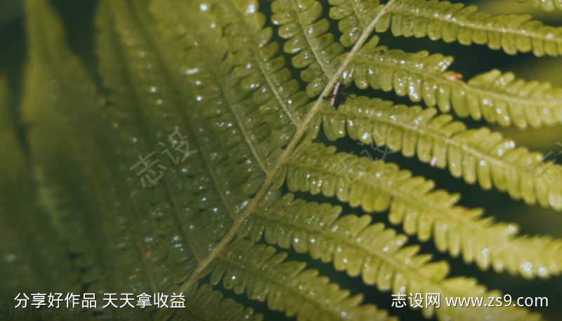 雨天晃动的树叶