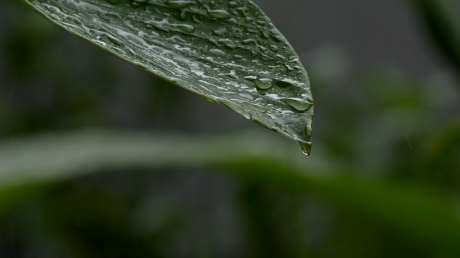 下雨天树叶上的雨滴_视频素材下载_MP4格式_1920X1080像素-树叶,雨天,水珠-作品编号:2025033012045673-志设-zs9.com