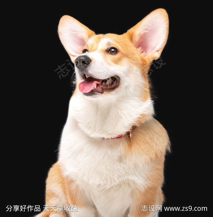 小狗委屈叫音效