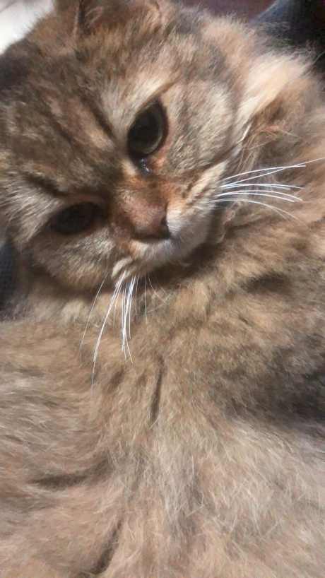 大胖猫叫小七也叫豹哥_音频下载_格式_44.1采样率_128比特率-胖猫,大猫,治愈-作品编号:2025032717335647-志设-zs9.com
