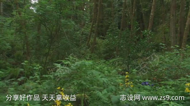 移轴森林视频