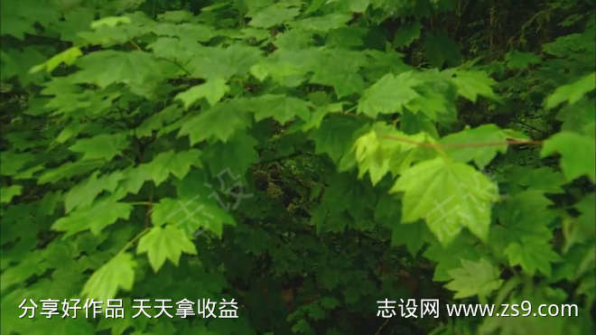 俯拍茂盛的树叶