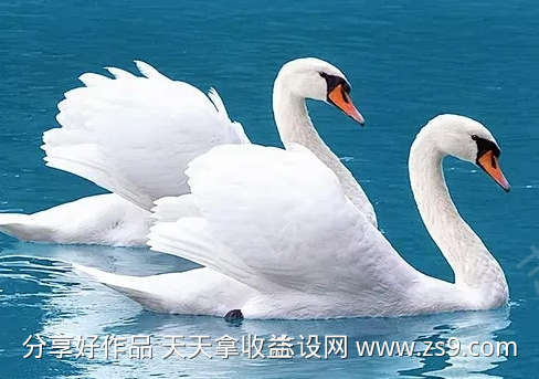 天鹅的叫声