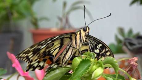 蝴蝶昆虫翅膀蛾子_视频素材下载_MP4格式_1920X1080像素-翅膀,蛾子,蝴蝶-作品编号:2025033013567909-志设-zs9.com