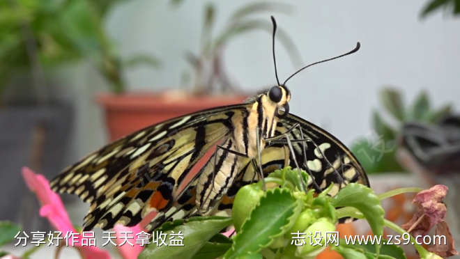 蝴蝶昆虫翅膀蛾子