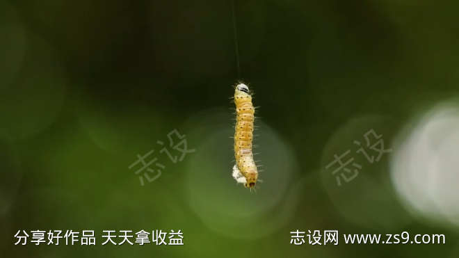 毛毛虫吐丝荡秋千